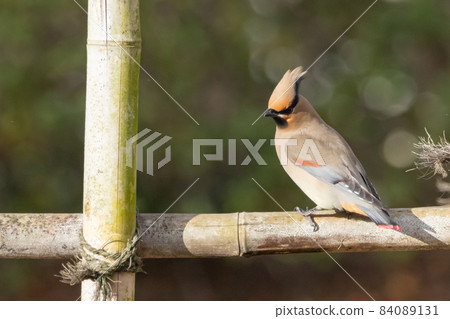 A characteristic headed winter bird, Japanese waxwing, which is popular with wild bird fans A characteristic headed winter bird, Japanese waxwing, which is popular with wild bird fans 84089131