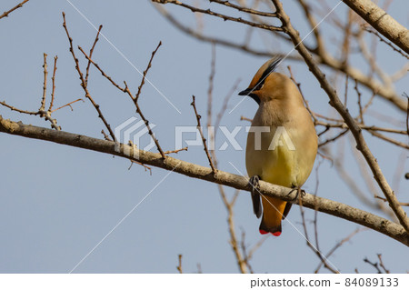 一種頗受野鳥愛好者喜愛的冬日特色頭鳥——日本蠟翅 一種頗受野鳥愛好者喜愛的冬日特色頭鳥——日本蠟翅 84089133