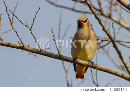 A characteristic headed winter bird, Japanese waxwing, which is popular with wild bird fans 84089134