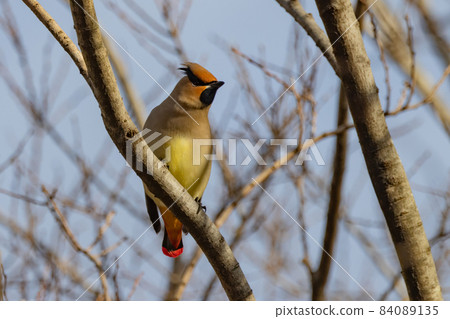 A characteristic headed winter bird, Japanese waxwing, which is popular with wild bird fans 84089135