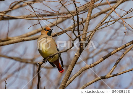 A characteristic headed winter bird, Japanese waxwing, which is popular with wild bird fans 84089138