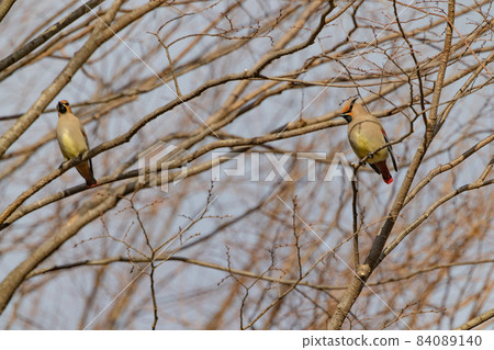 一種頗受野鳥愛好者喜愛的冬日特色頭鳥——日本蠟翅 一種頗受野鳥愛好者喜愛的冬日特色頭鳥——日本蠟翅 84089140