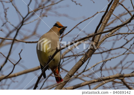 A characteristic headed winter bird, Japanese waxwing, which is popular with wild bird fans A characteristic headed winter bird, Japanese waxwing, which is popular with wild bird fans 84089142