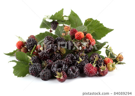Black raspberry (Rubus occidentalis) isolated on white Black raspberry (Rubus occidentalis) isolated on white 84089294