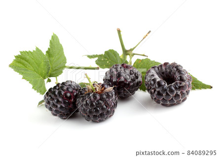 Black raspberry (Rubus occidentalis) isolated on white Black raspberry (Rubus occidentalis) isolated on white 84089295