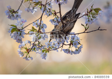 Japanese flowers Sakura and bulbul that color encounters and farewells 84089339