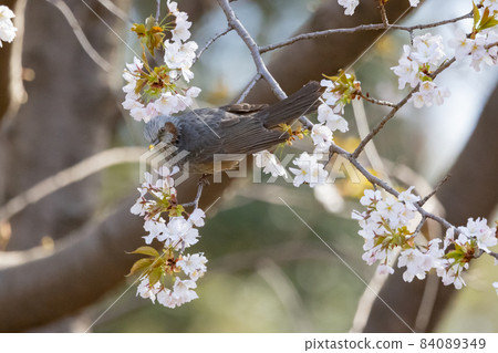 Japanese flowers Sakura and bulbul that color encounters and farewells 84089349