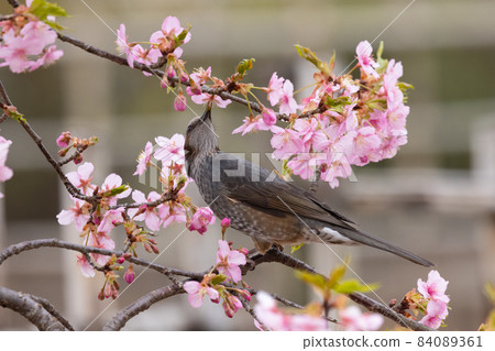 Japanese flowers Sakura and bulbul that color encounters and farewells 84089361
