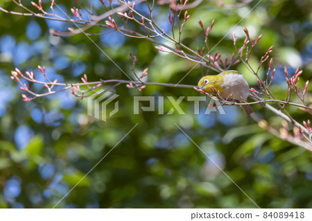 鳥的白眼睛，綠色的身體，戴著白眼鏡，被誤認為是鶯 84089418