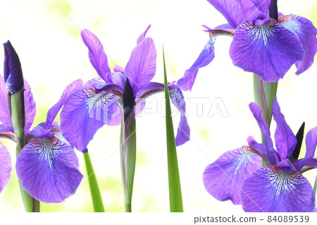 Ayame purple flower bright natural background Japanese style May Ayame purple flower bright natural background Japanese style May 84089539