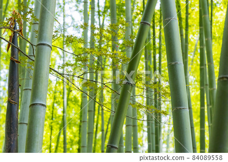 Kamakura Hogokuji Bamboo Garden 84089558