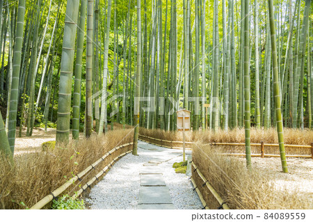Kamakura Hogokuji Bamboo Garden 84089559