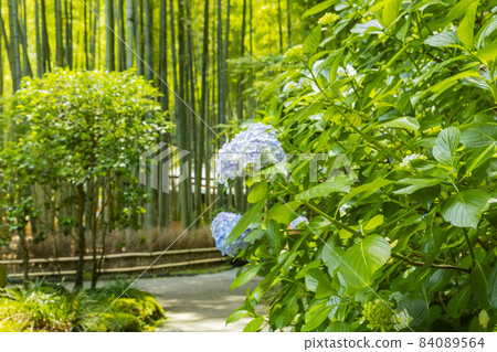 Hydrangea blooming in the bamboo garden of Kamakura Hokokuji Temple 84089564