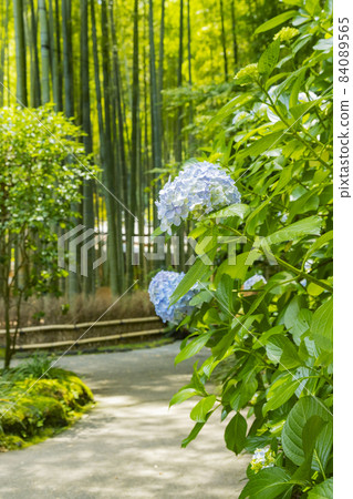 Hydrangea blooming in the bamboo garden of Kamakura Hokokuji Temple 84089565