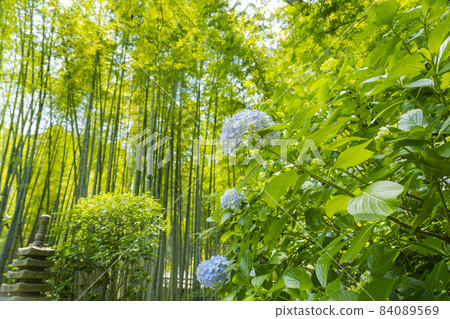 鎌倉法國寺竹園盛開的繡球花 鎌倉法國寺竹園盛開的繡球花 84089569