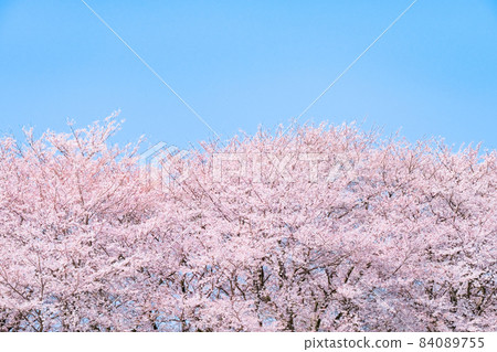  Cherry blossoms and blue sky 84089755