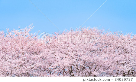  Cherry blossoms and blue sky 84089757