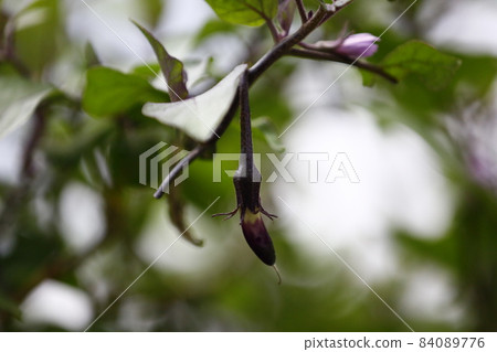 茄子 84089776