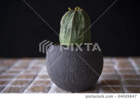 Obesa（雄花）與花 84089847