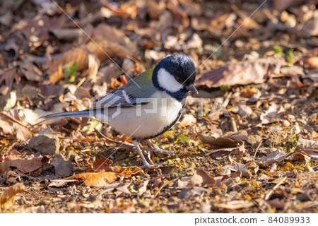 熟悉的野鳥大山雀與可愛的胸口 84089933