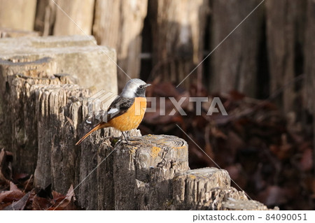可愛的冬季鳥類達里安Redstart 可愛的冬季鳥類達里安Redstart 84090051