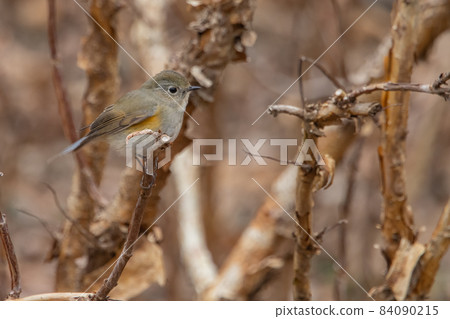 冬天穿著青金石和橙子來訪的人氣Ruribitaki的女性 冬天穿著青金石和橙子來訪的人氣Ruribitaki的女性 84090215