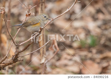 冬天穿著青金石和橙子來訪的人氣Ruribitaki的女性 84090216
