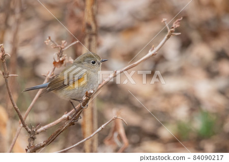 冬天穿著青金石和橙子來訪的人氣Ruribitaki的女性 84090217