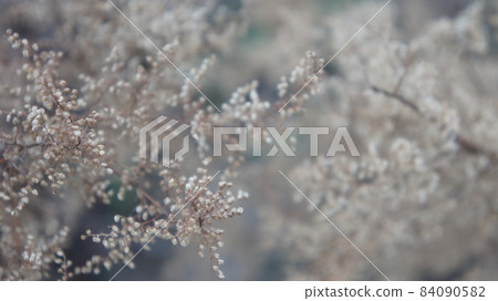 Plant frozen in winter, dry branch close up Plant frozen in winter, dry branch close up 84090582