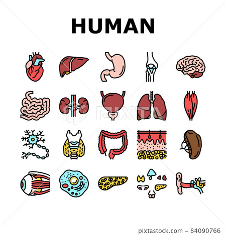 Human Internal Organ Anatomy Icons Set Vector Human Internal Organ Anatomy Icons Set Vector 84090766