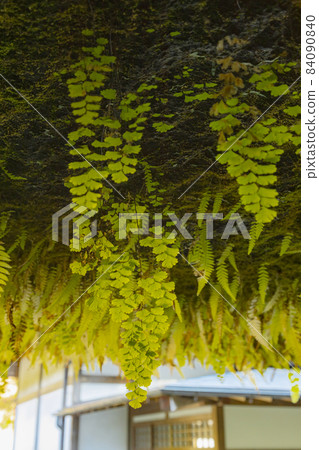 從 Kaizoji 洞穴看到的 Shinji 池塘的花園 84090840