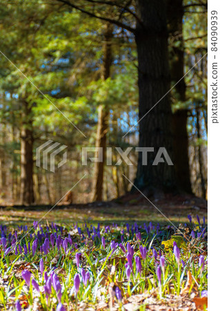 forest glade nature background in spring. crocus flowers on the glade in sunlight. trees in the blurred distance. sunny weather forest glade nature background in spring. crocus flowers on the glade in sunlight. trees in the blurred distance. sunny weather 84090939