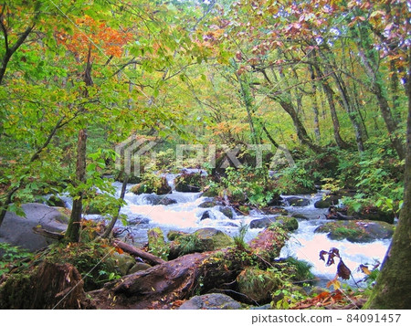 Oirase Gorge Lake Towada Autumn Leaves Promenade Clear Stream Oirase Gorge Lake Towada Autumn Leaves Promenade Clear Stream 84091457