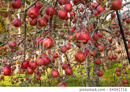 Apple fruit that grows steadily Apple fruit that grows steadily 84091718