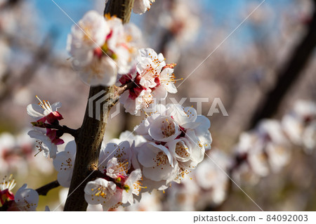 Apricot tree flowers on sky background 84092003