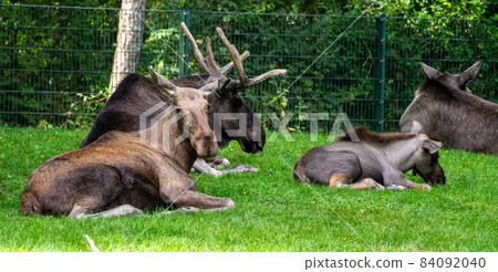 European Moose, Alces alces, also known as the elk 84092040