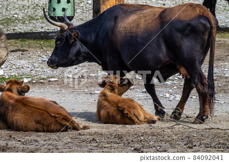Heck cattle, Bos primigenius taurus or aurochs in the zoo 84092041