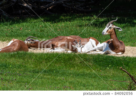 Dama gazelle, Gazella dama mhorr or mhorr gazelle is a species of gazelle 84092056