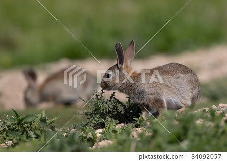 European rabbit, Common rabbit, Oryctolagus cuniculus sitting on a meadow at Munich 84092057