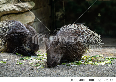 Indian crested Porcupine, Hystrix indica in a german nature park 84092058