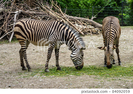 Hartmann's Mountain Zebra, Equus zebra hartmannae. An endangered zebra 84092059