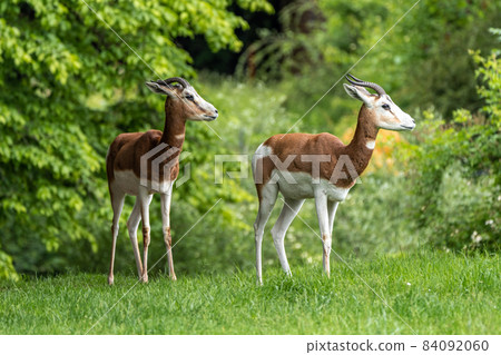 Dama gazelle, Gazella dama mhorr or mhorr gazelle is a species of gazelle 84092060