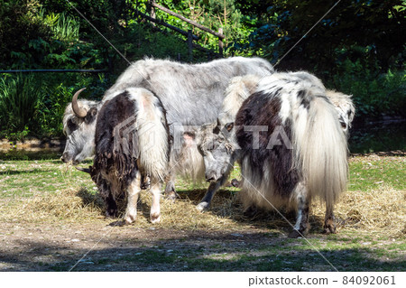 The domestic Yak, Bos mutus grunniens in a park The domestic Yak, Bos mutus grunniens in a park 84092061