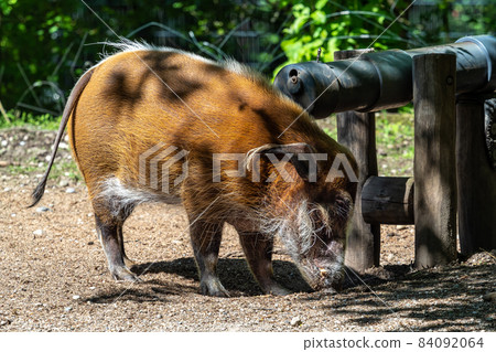 Red river hog, Potamochoerus porcus, also known as the bush pig. 84092064