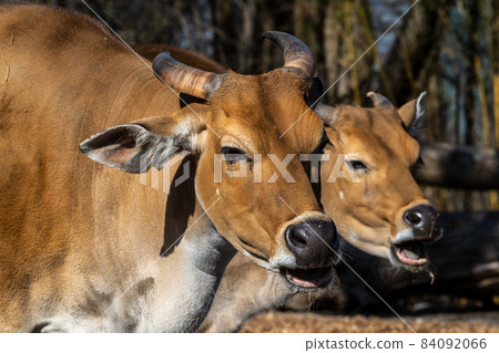 Banteng, Bos javanicus or Red Bull is a type of wild cattle. Banteng, Bos javanicus or Red Bull is a type of wild cattle. 84092066