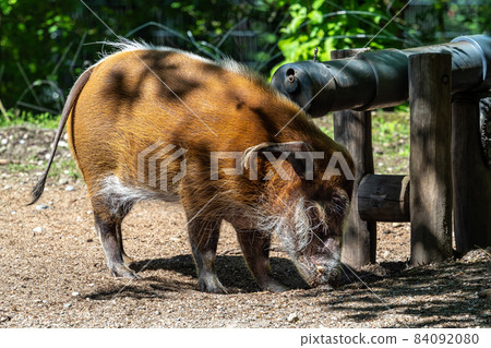 Red river hog, Potamochoerus porcus, also known as the bush pig. Red river hog, Potamochoerus porcus, also known as the bush pig. 84092080