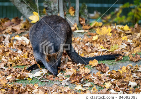 Swamp Wallaby, Wallabia bicolor, is one of the smaller kangaroos 84092085