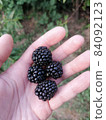 blackberry in hand 84092123