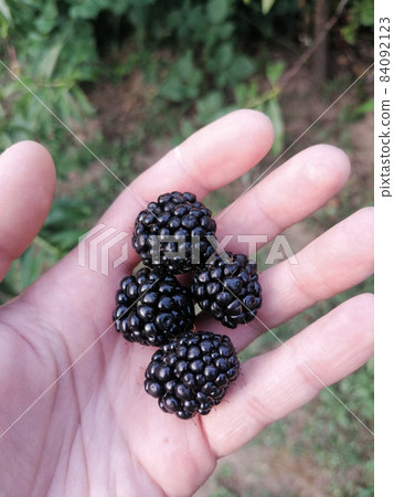 blackberry in hand blackberry in hand 84092123