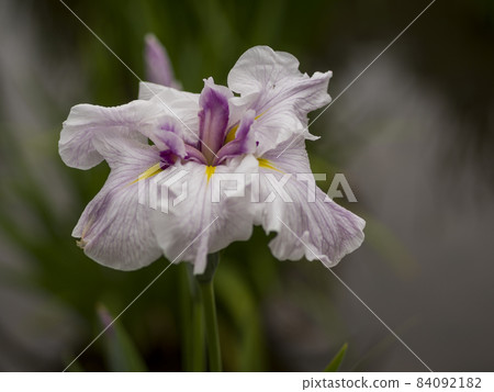 Kitayama Park: The world of irises that colors the waterside in early summer [flowers and plants] 84092182